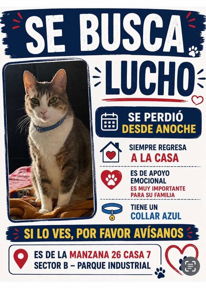 Se busca Lucho en Pereira, gato de apoyo emocional perdido 
