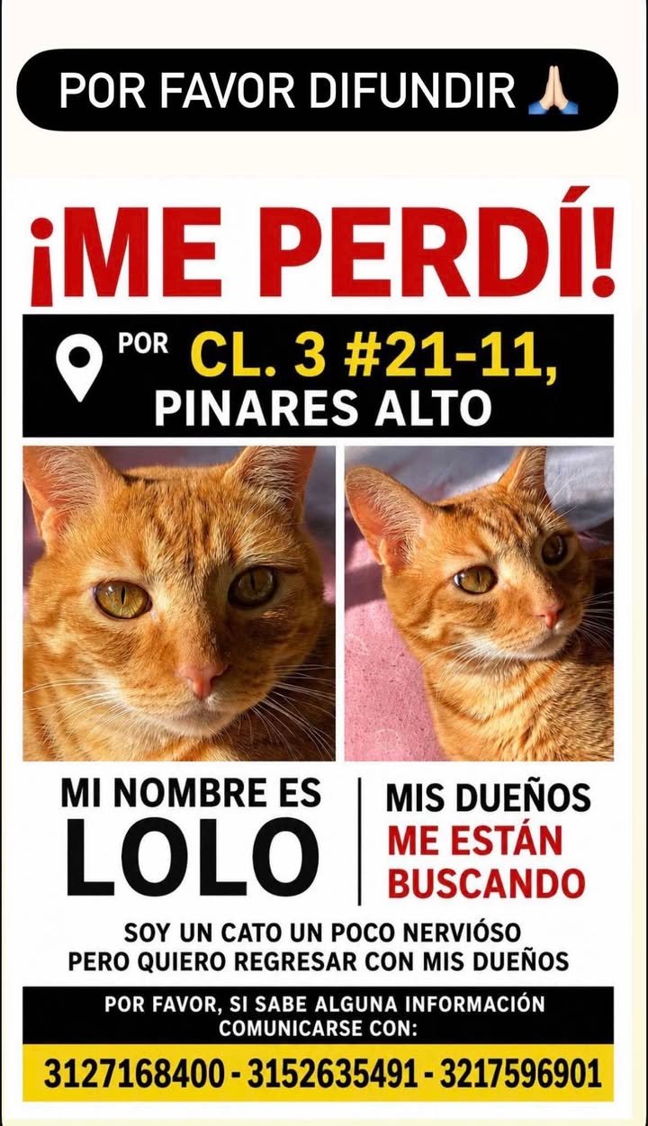 Gato perdido en Pinares Alto, Pereira 