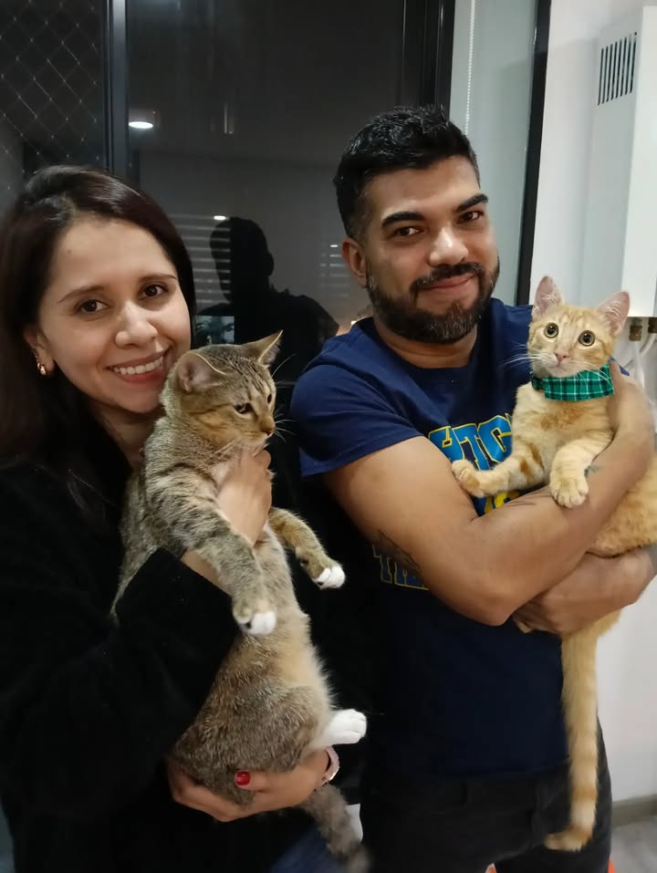 Gatos en adopción en Bogotá 