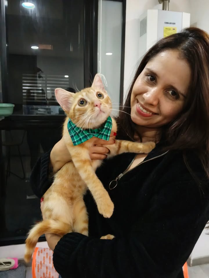 Gatos en adopción en Bogotá 