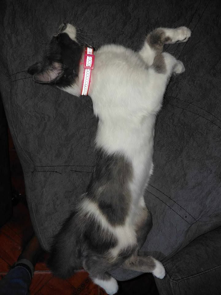 Gata perdida en La Graciela, Dosquebradas, Risaralda 
