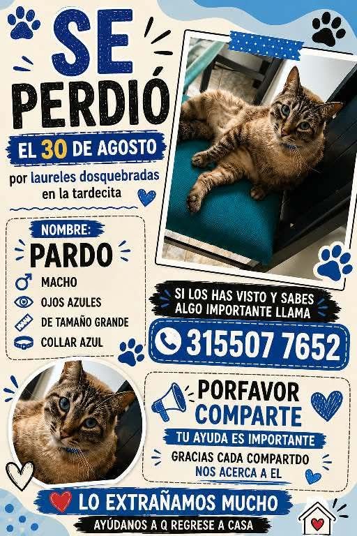 Gato Pardo perdido en Pereira, Risaralda 