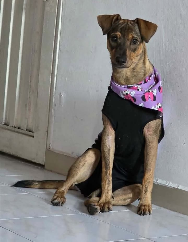 Perrita en adopción en Pereira, Risaralda 