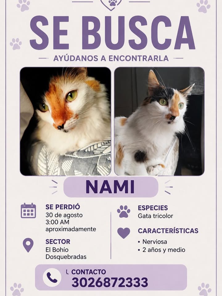 Gato Nami se busca en Risaralda, Colombia 