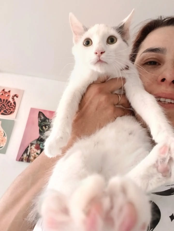 Gatos en adopción en Bogotá 