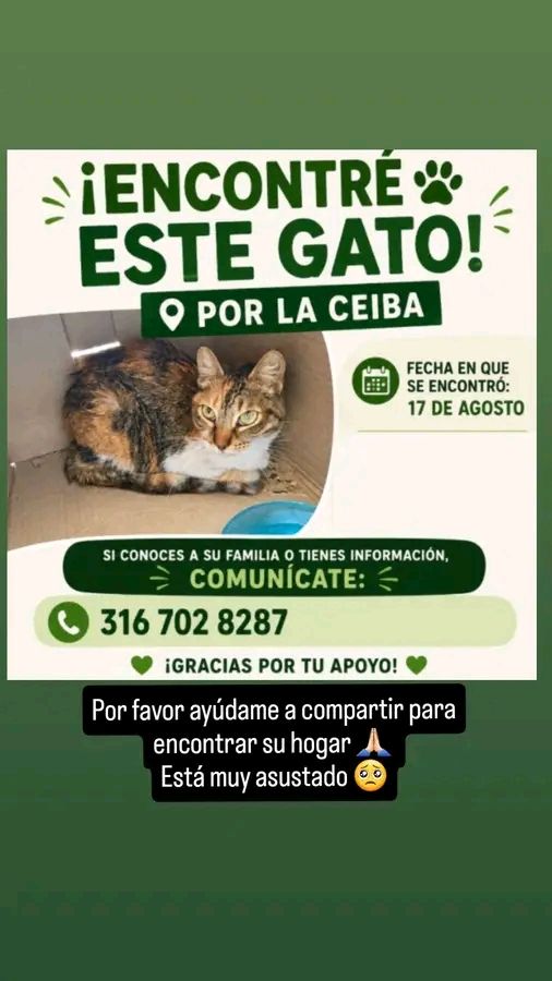 Gato encontrado en Tuluá 