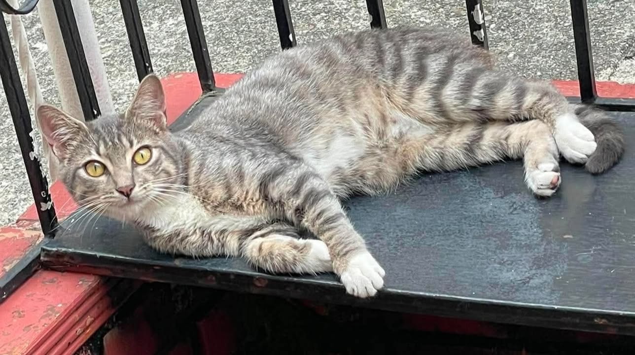 Gatica busca hogar responsable en Pereira 