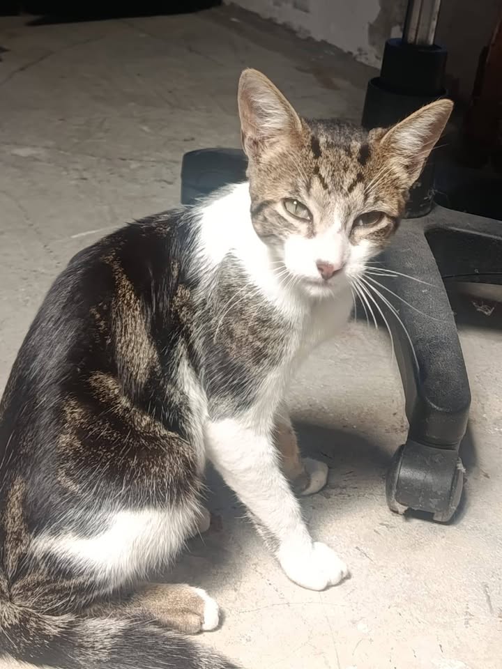 Gato hallado en Neira, Caldas 
