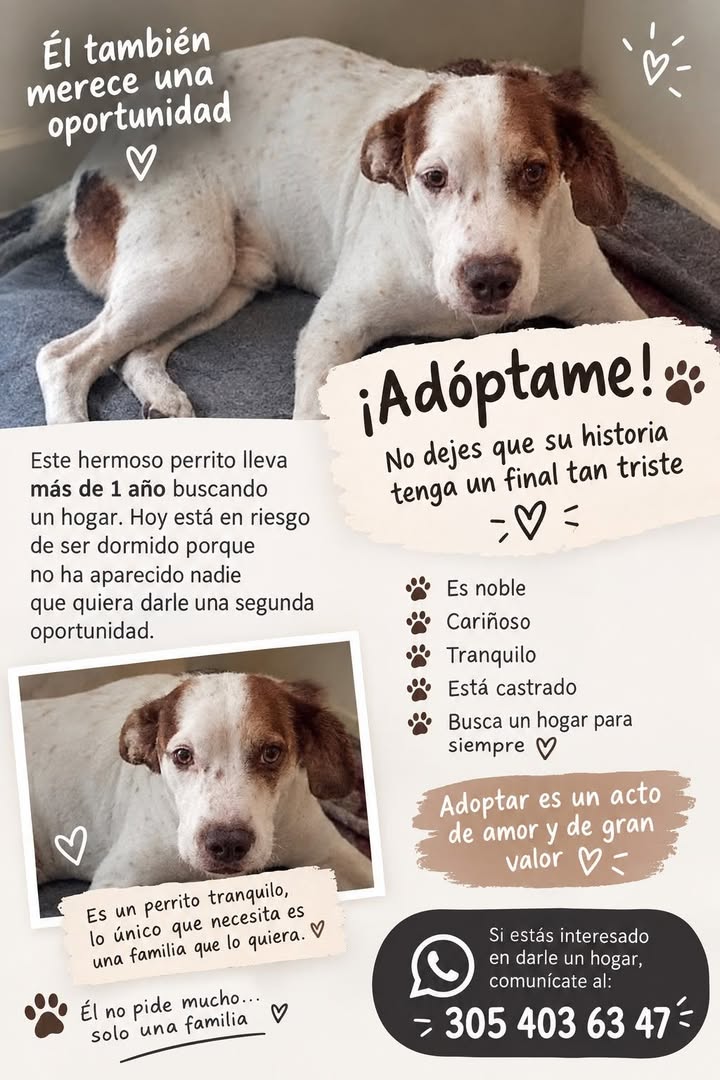 Perro en adopción en Tuluá, Valle 
