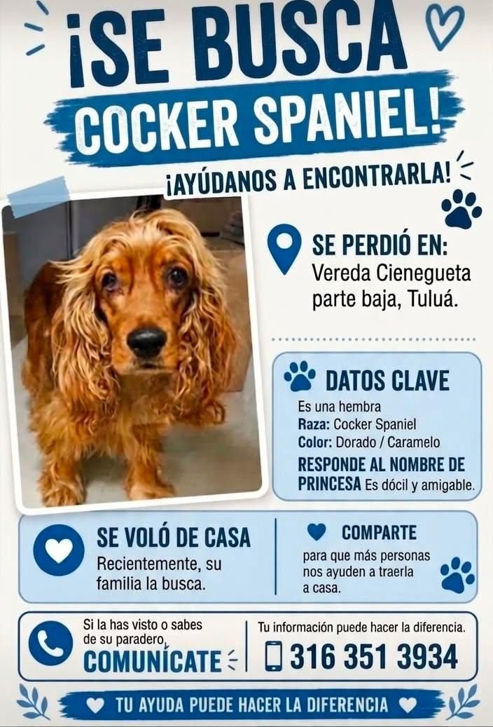 Perro Cocker Spaniel perdido en Tuluá 