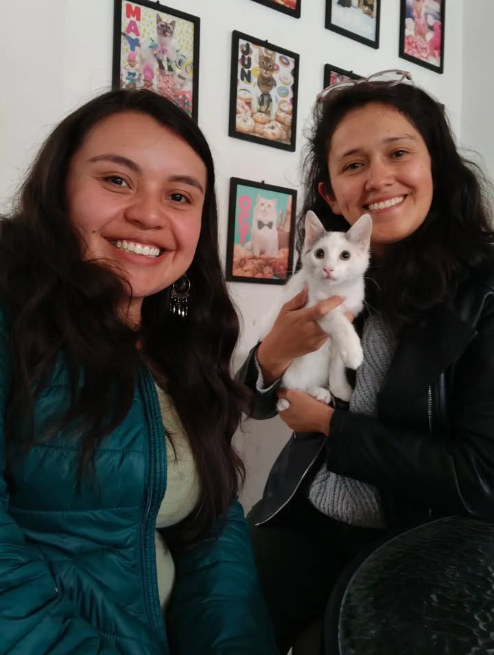 Gatos en adopción en Bogotá 