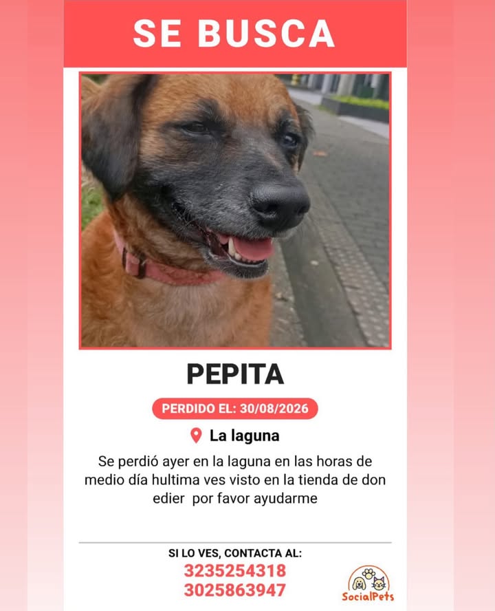 Perro perdido en Pereira, Risaralda 