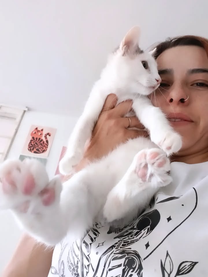Gatos en adopción en Bogotá 
