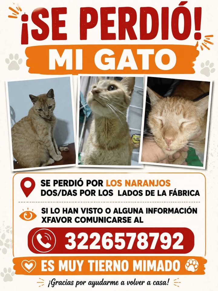 Gato perdido en Los Naranjos, Pereira 