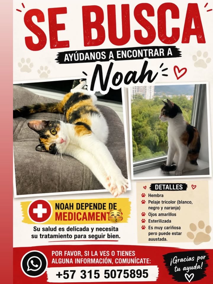Se busca a Noah, gato de color tricolor, Risaralda, Colombia 
