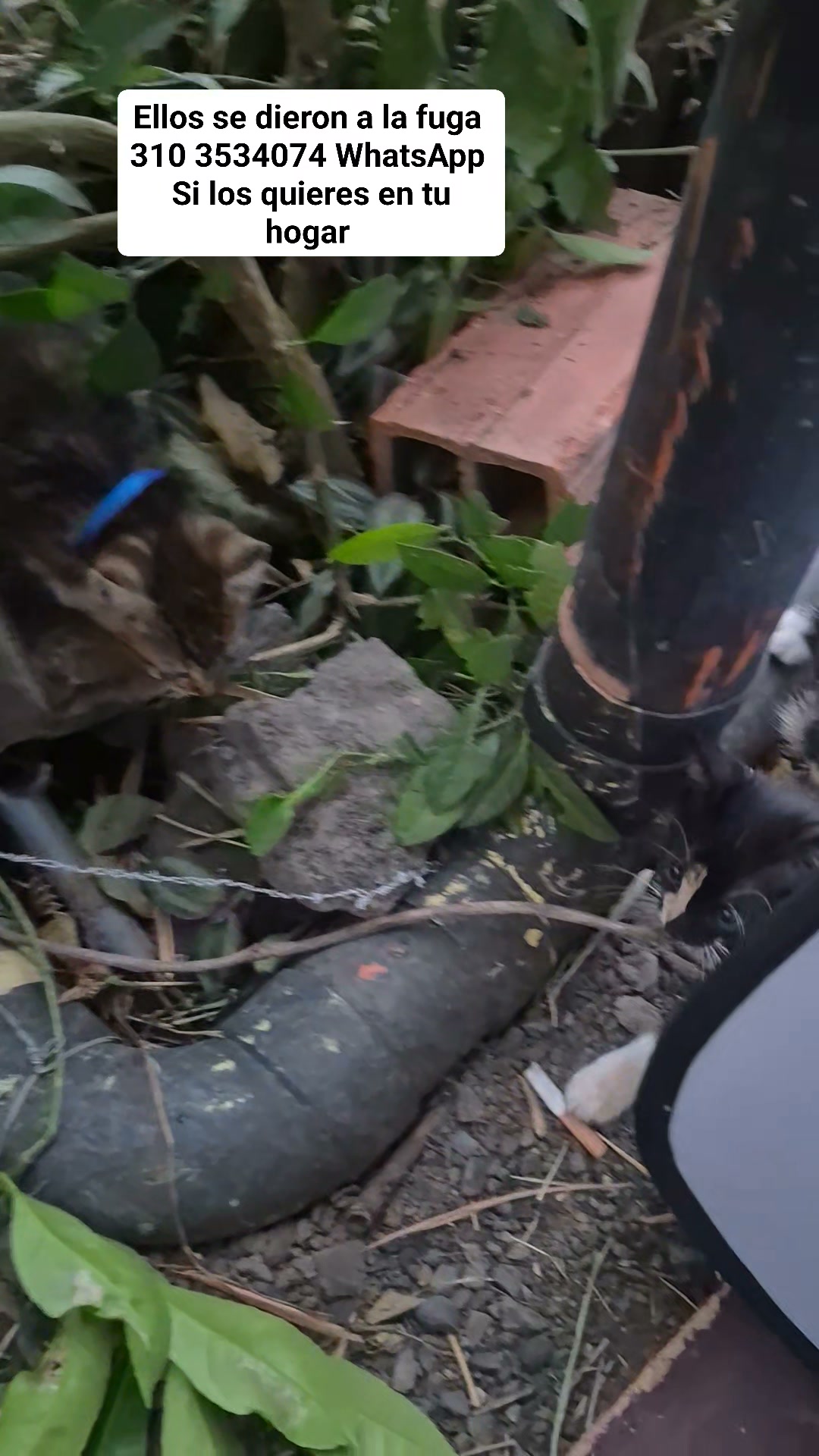 Gatos en adopcion en Bogota 
