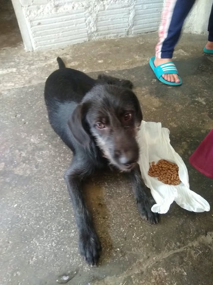 Perrita perdida en Amagá, Antioquia 