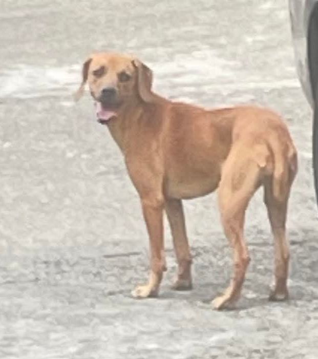 Adopción de perrita en Pereira, Risaralda 