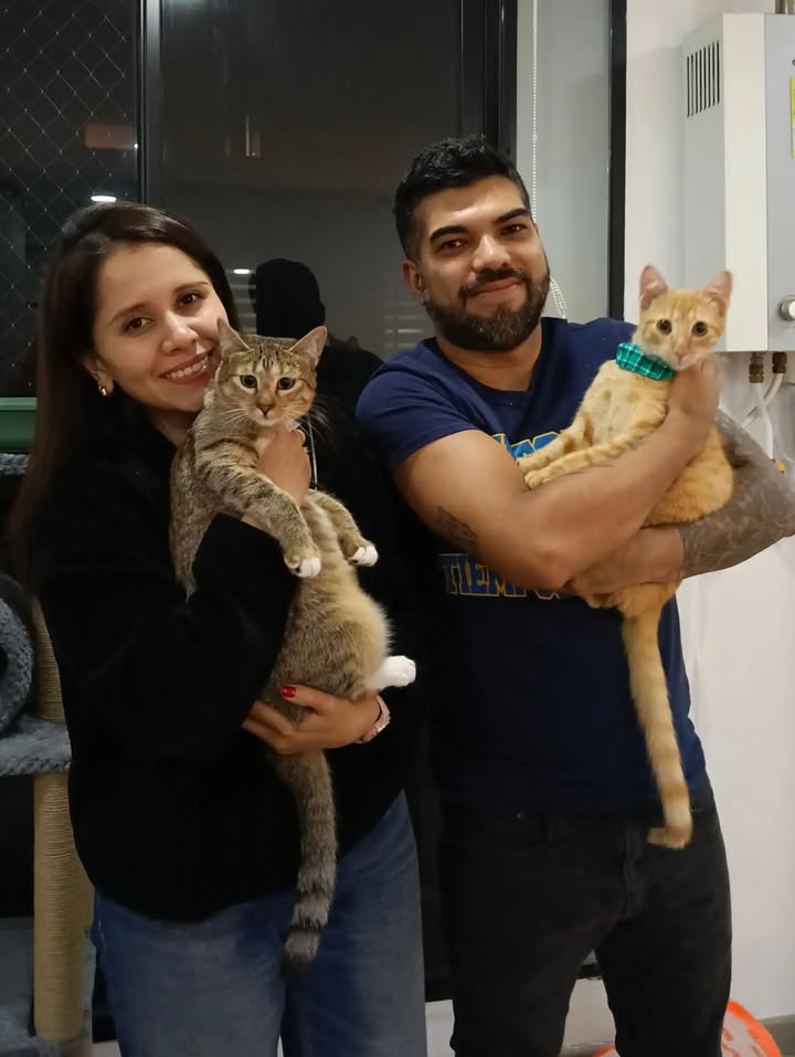 Gatos en adopción en Bogotá 