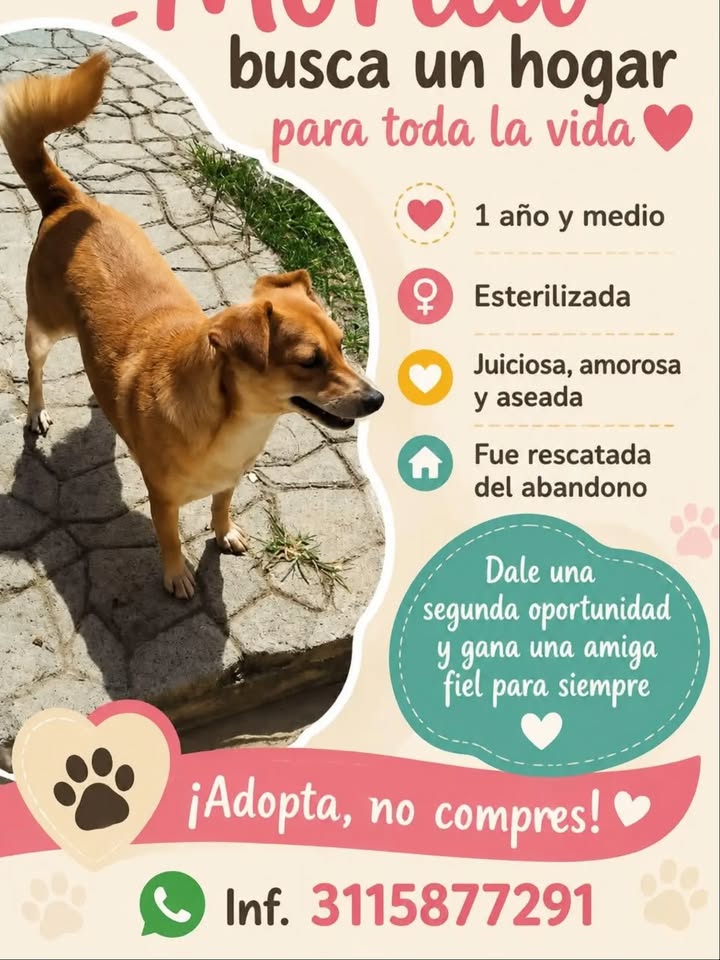 Perro busca hogar en Pereira 