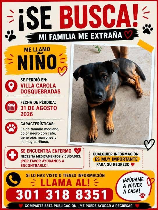 Perro perdido en Villa Carola, Dosquebradas 