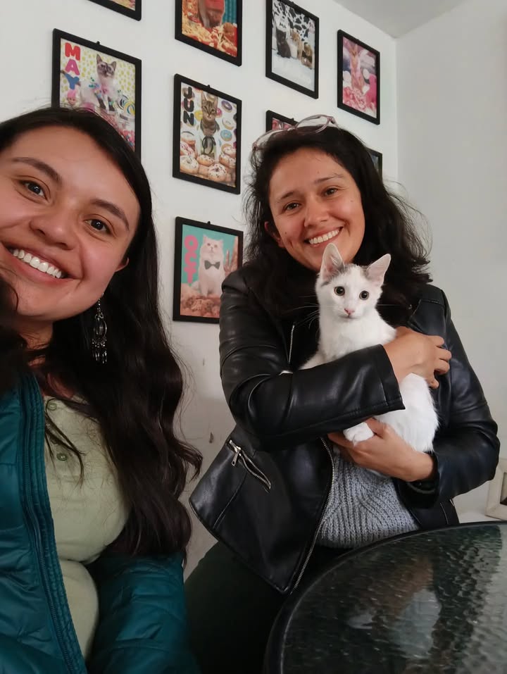 Gatos en adopción en Bogotá 