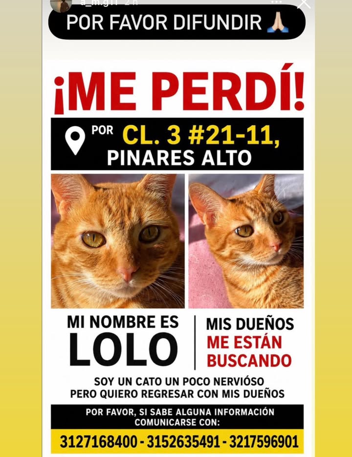 Gato perdido en Pereira, Risaralda 