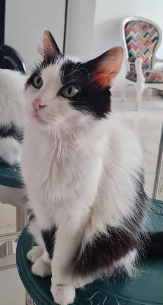 Gata perdida en Pereira, Risaralda 