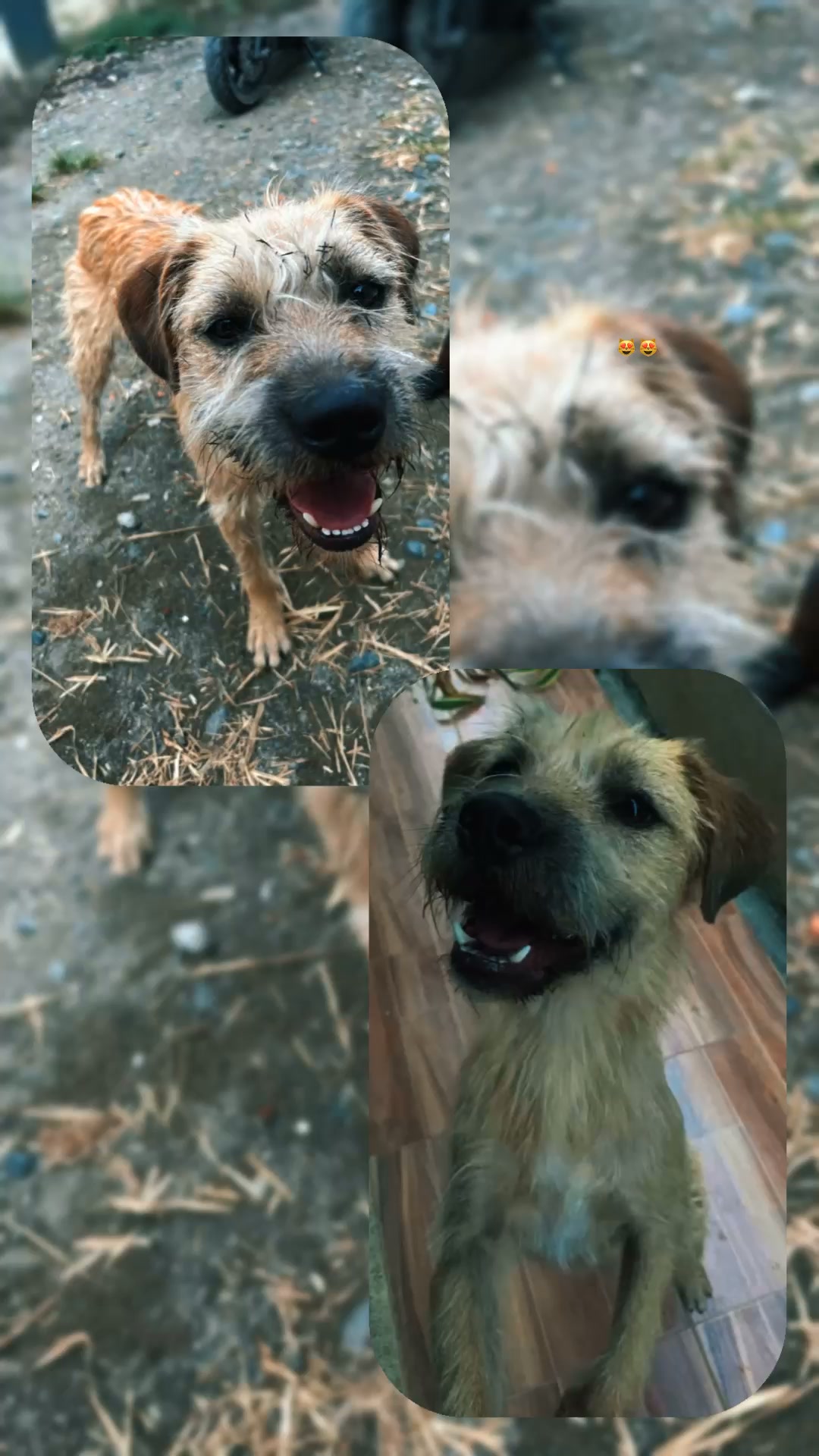 Perro macho encontrado en Vía Los Caimos Tuluá busca hogar 