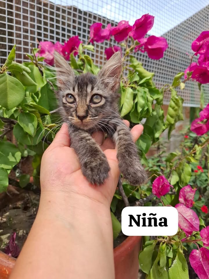 Adopción de gatitos rescatados en Pereira 