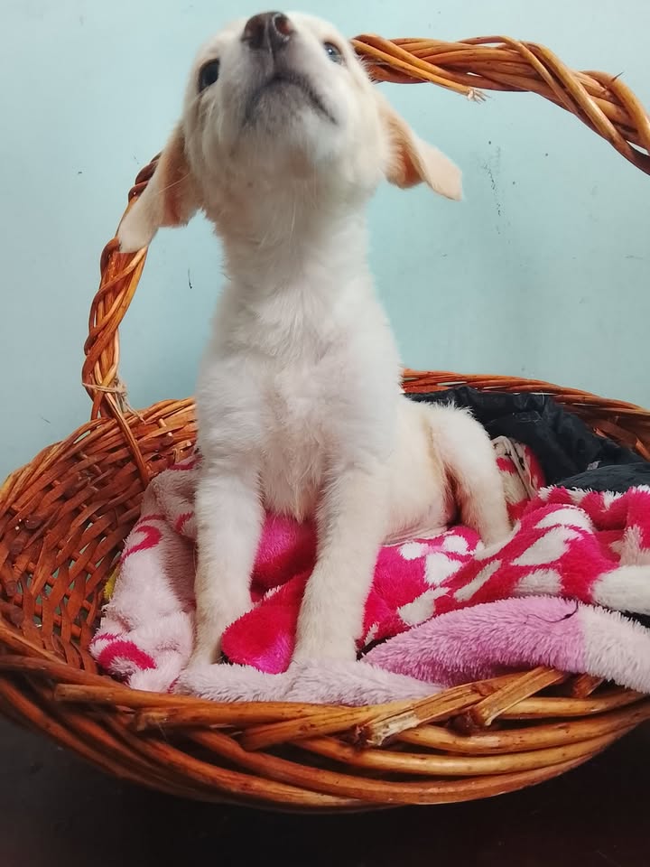 Cachorro blanco perdido en Neira, Caldas 