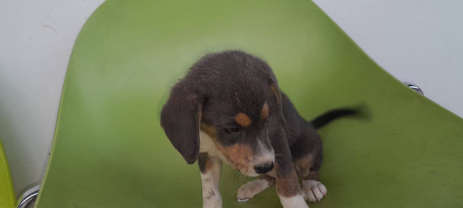 Cachorritos disponibles para adopción responsable 