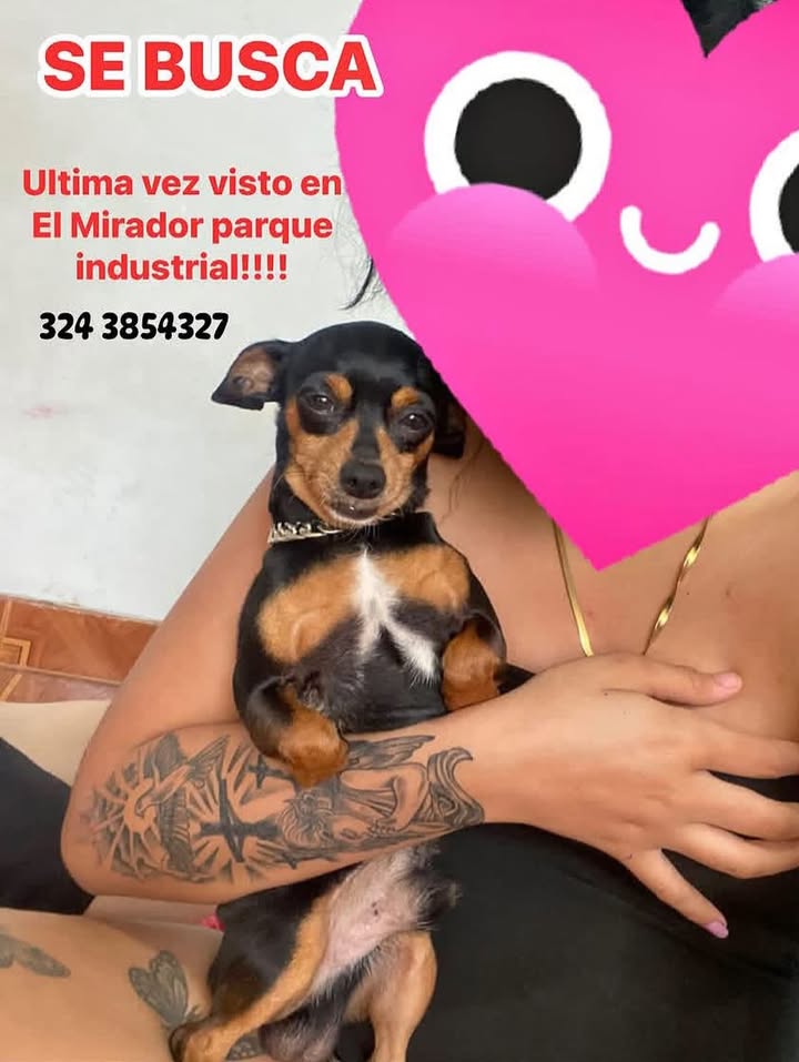 Perro perdido en Pereira, Risaralda 