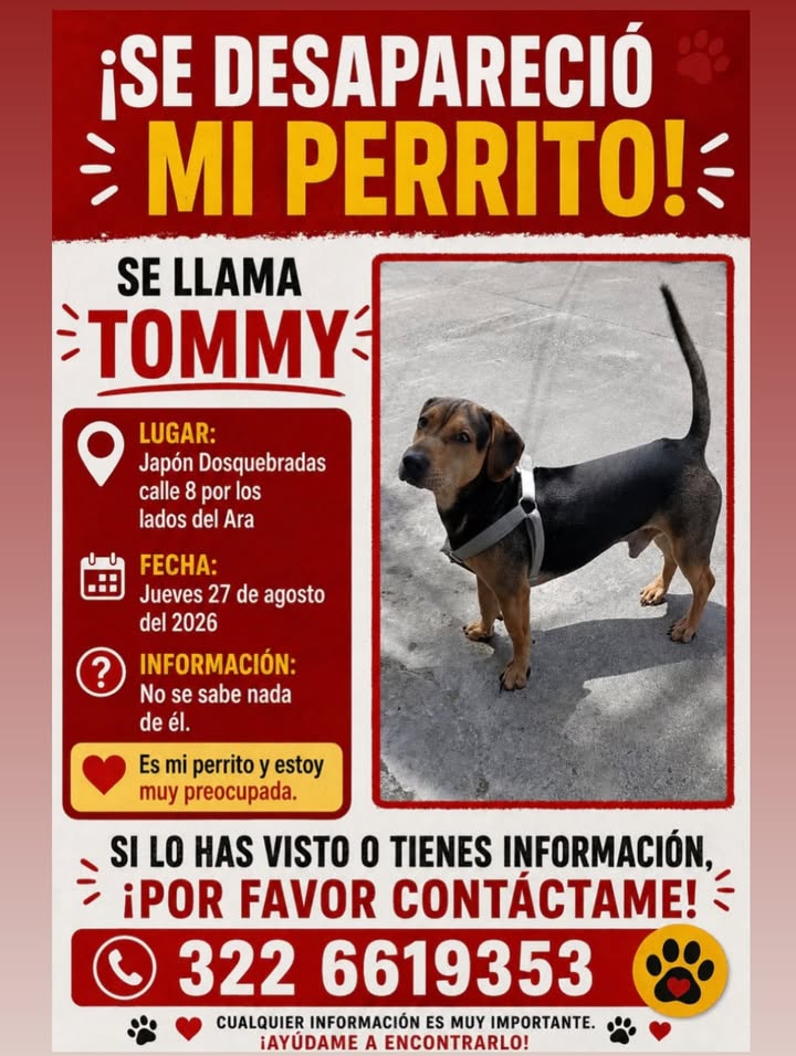 Se busca a Tommy, perrito perdido en el barrio Japón de Dosquebradas 
