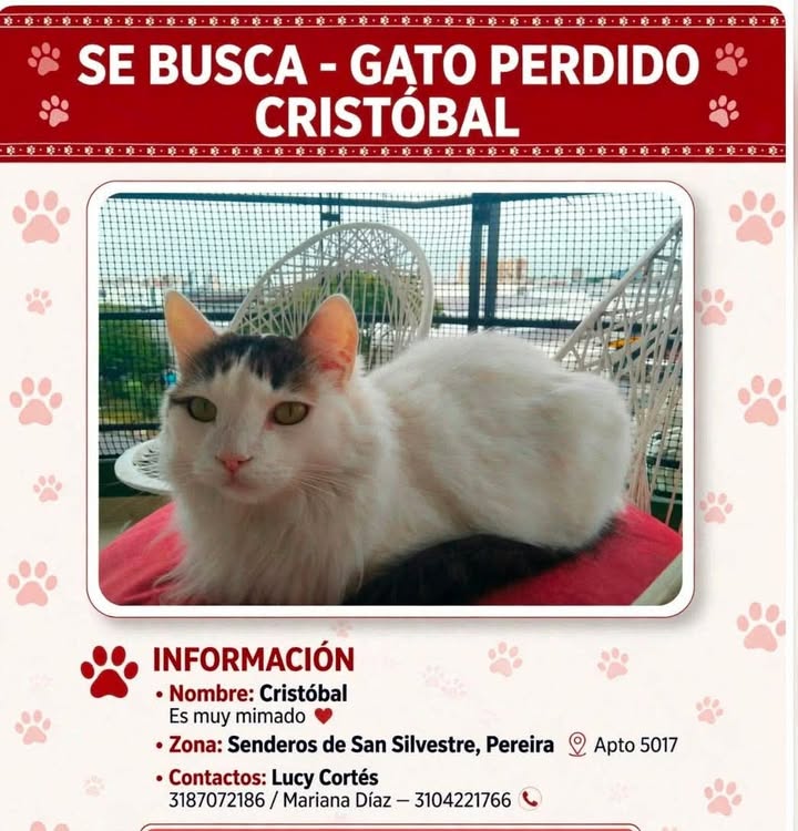 Gato perdido en Pereira, Risaralda: Buscando a Cristóbal 