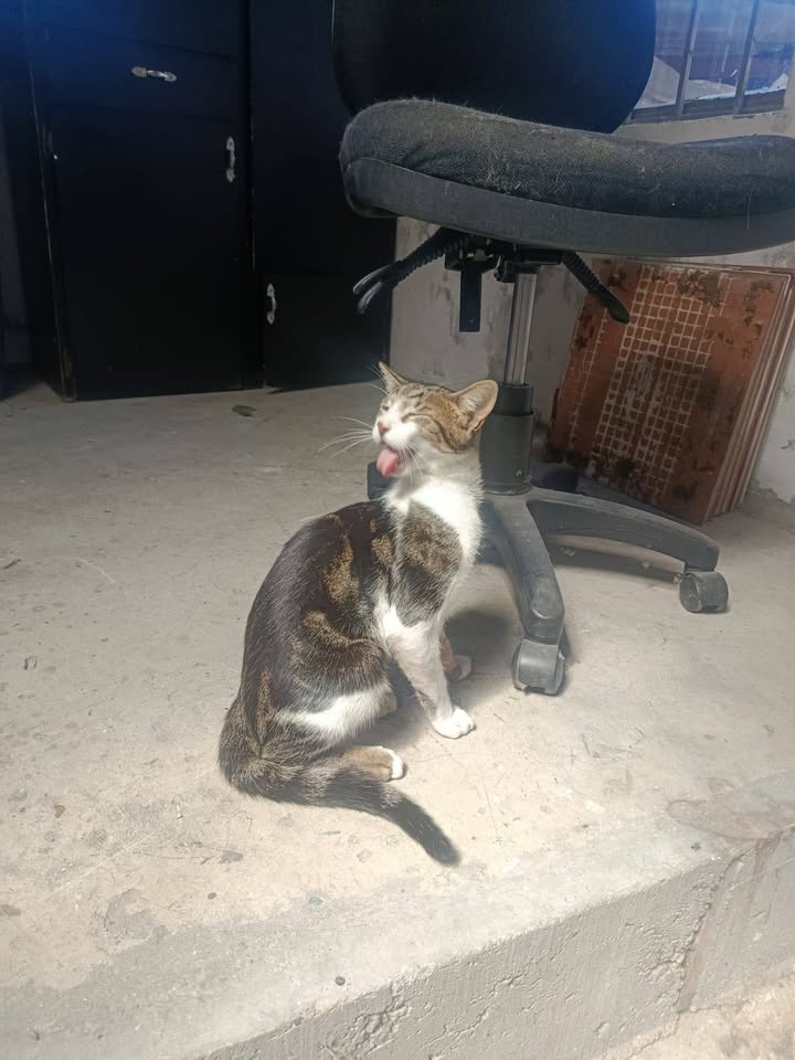 Gato hallado en Neira, Caldas 