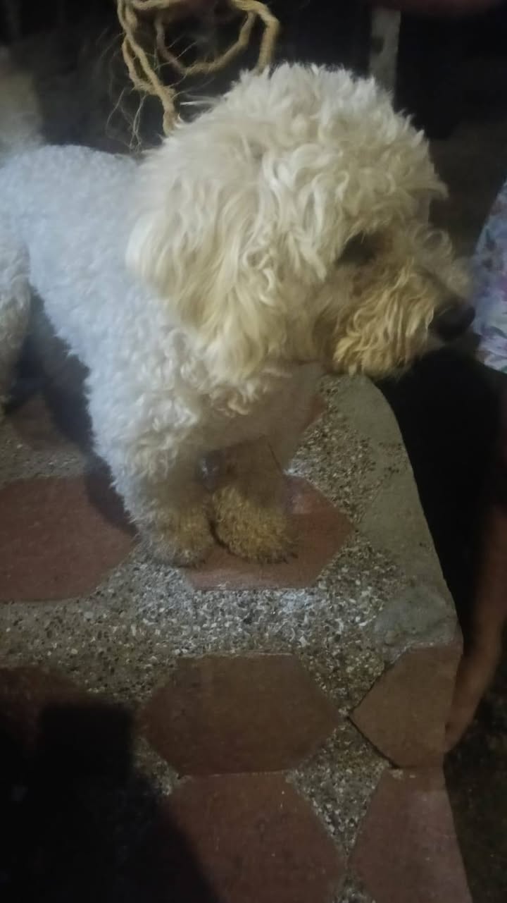 Perrito perdido en Amagá, Antioquia 