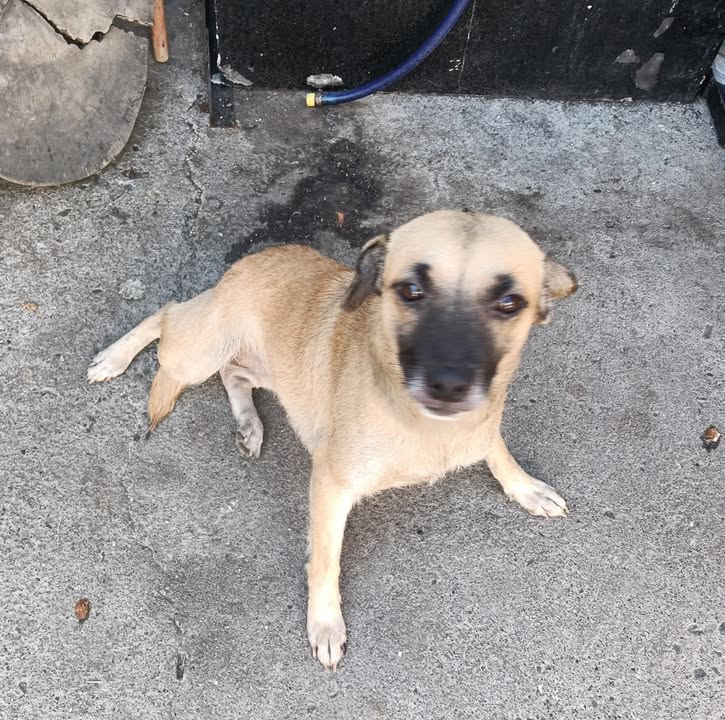 Perra busca hogar en Pereira, Risaralda 