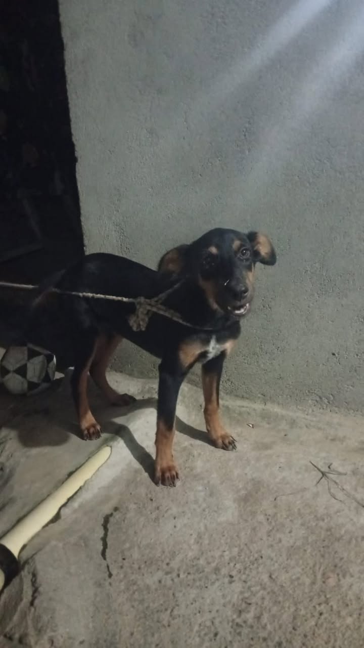 Perro de 3 meses en adopción en Tuluá, Valle, Colombia 
