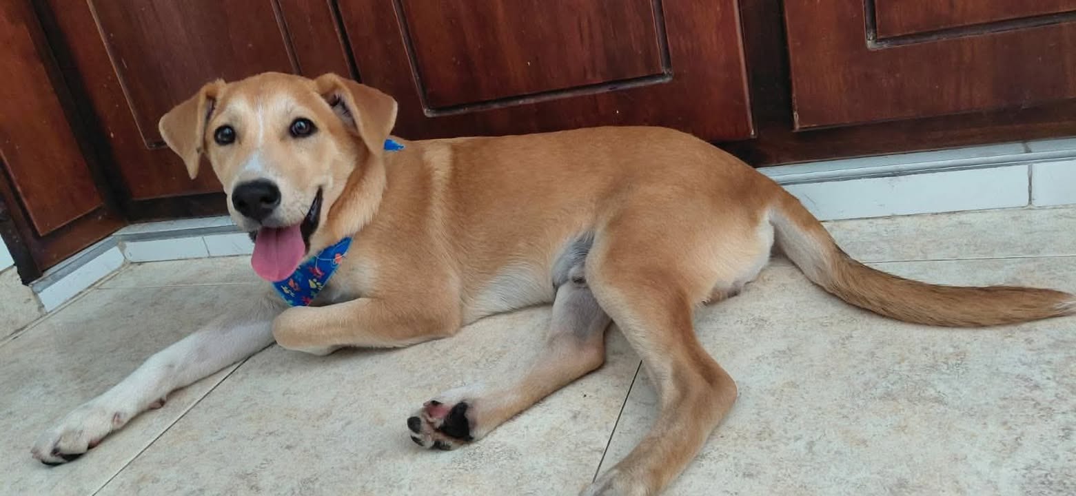 Perro joven en adopción en Tuluá, Valle 