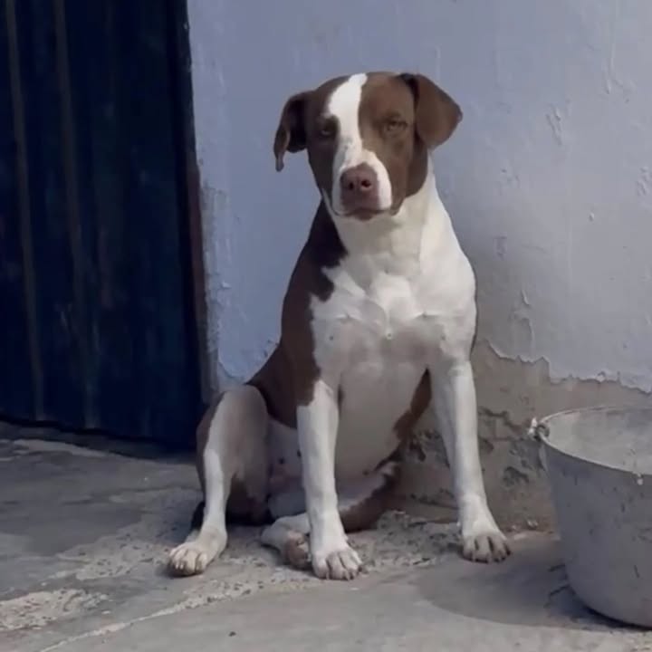 Busca hogar perrita mestiza en Pereira, Risaralda 