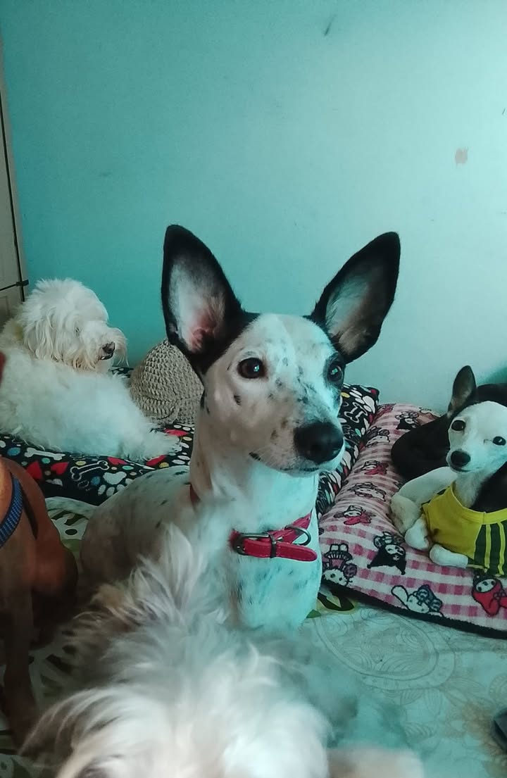 Perra encontrada en Neira, Caldas 