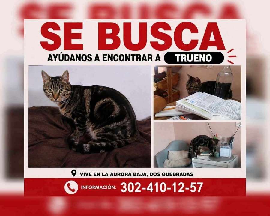 Se busca Trueno, gato perdido en Pereira, Risaralda 