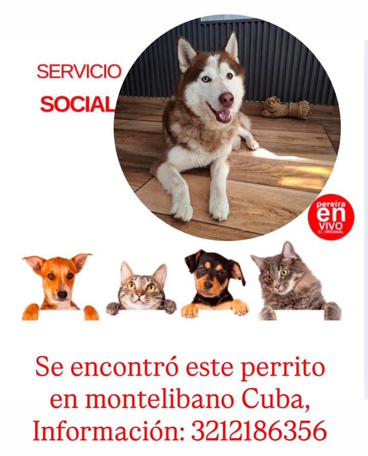 Perro encontrado en Montelíbano, Córdoba 