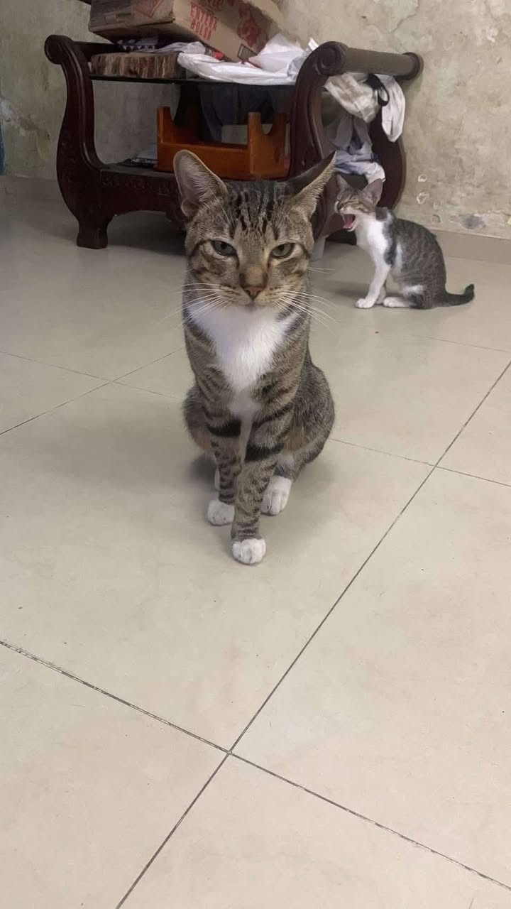 Adopta gatitos en Tuluá, Valle 