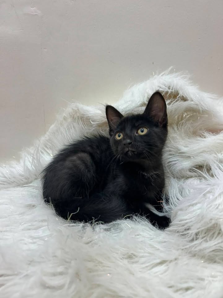 Gatitos en Adopción Responsable en Pereira 
