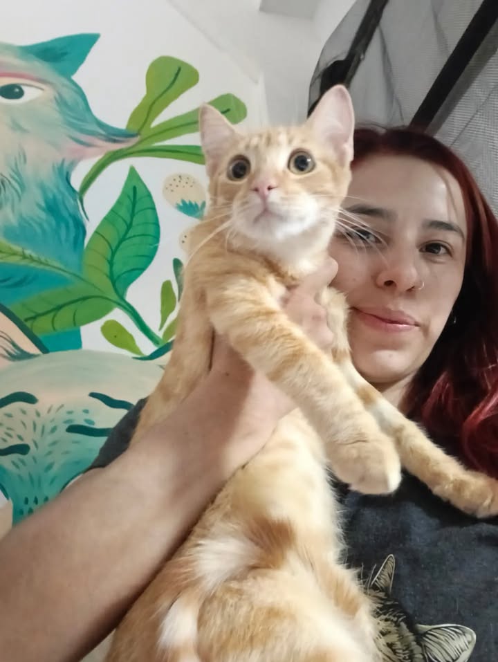 Gatos en adopción en Bogotá 