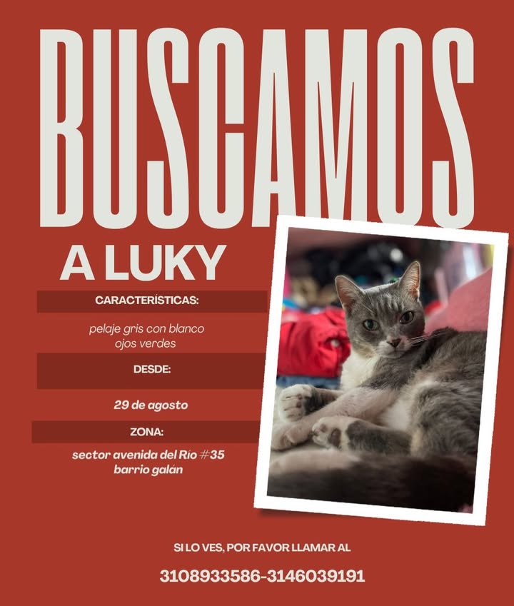 Buscamos a Luky en Pereira, Risaralda 