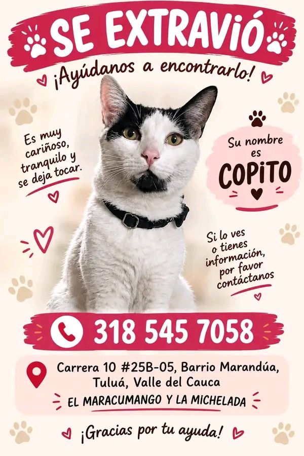Gato Copito se extravió en Tuluá 