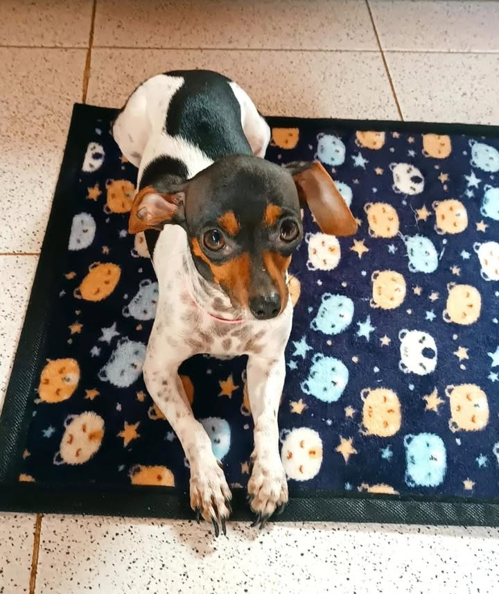 Perrita perdida en La Virginia, Risaralda 